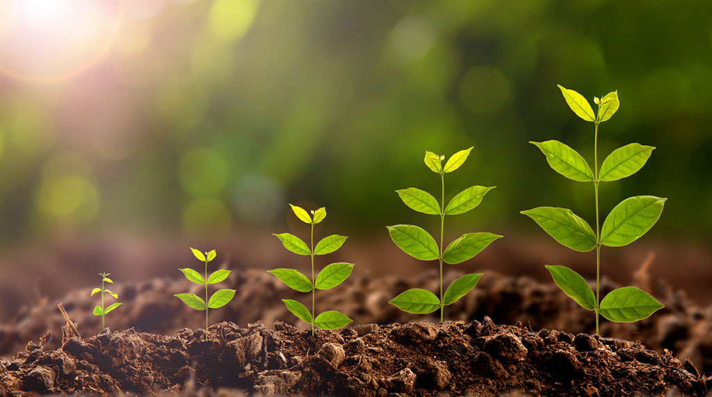 Green plants background